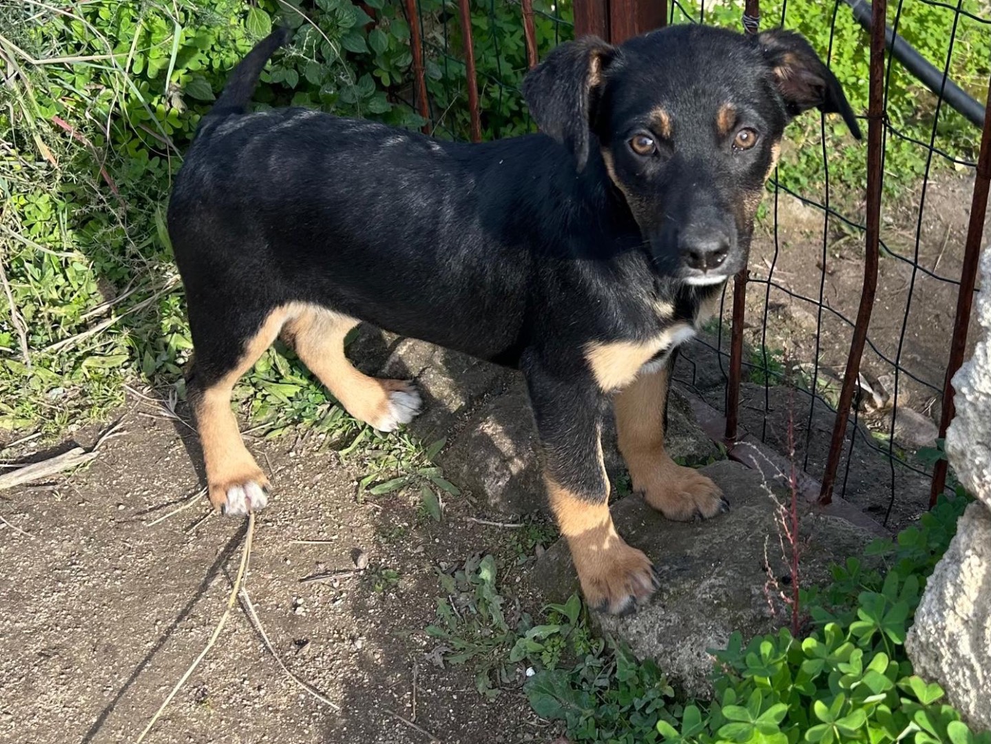 Adotta un cane, taglia media contenuta, femmina, Torino