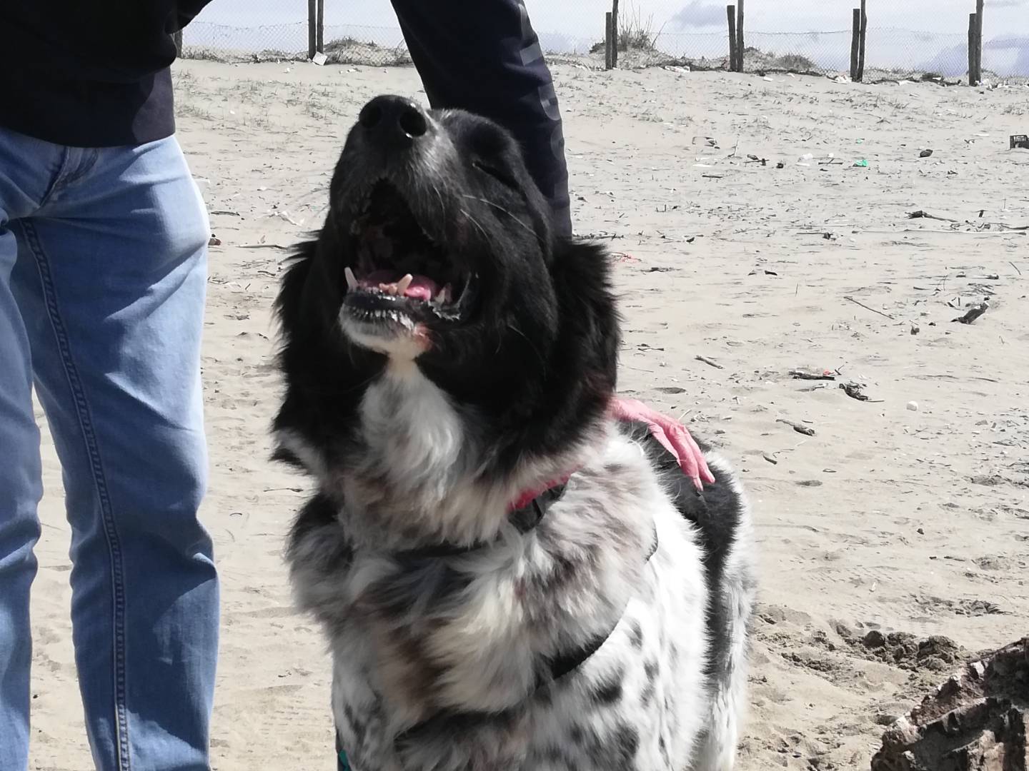 Adotta un cane, maschio, 8 anni  e 9 mesi , Caserta