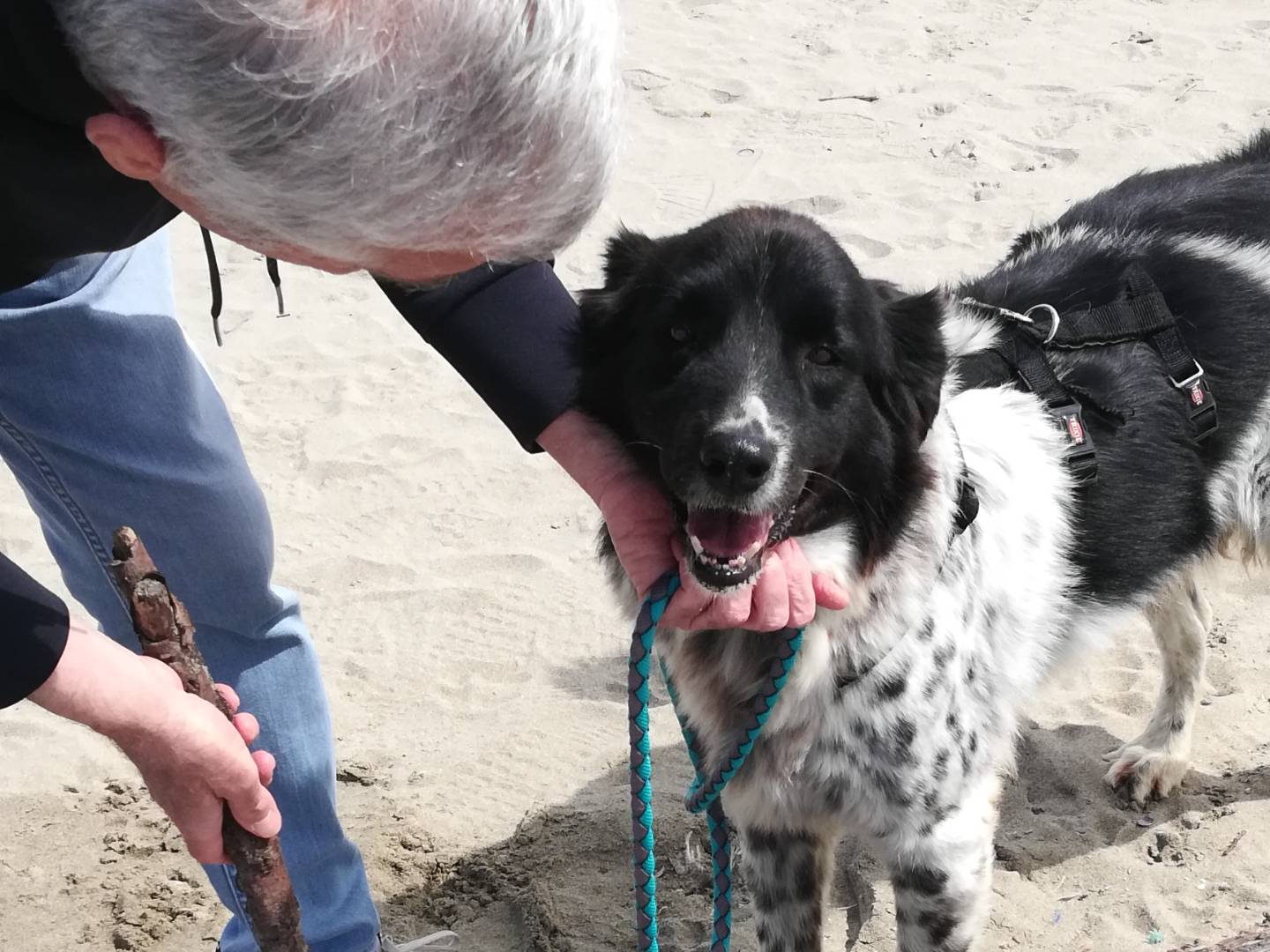 Adotta un cane, taglia grande, maschio, Caserta