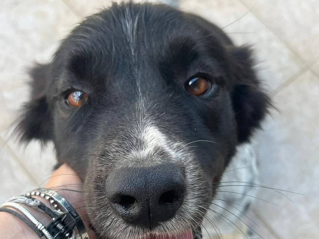 Adozione cane, maschio, Border Collie Razza sconosciuta, 8 anni  e 9 mesi , taglia grande, Caserta