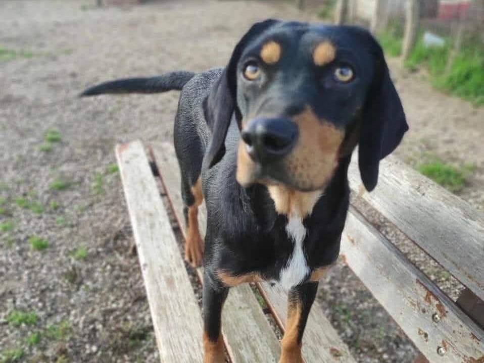 Foto dell'animale