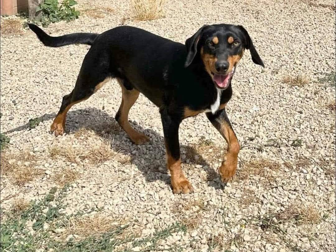 Adotta un cane, maschio, 2 anni  e 3 mesi , Roma