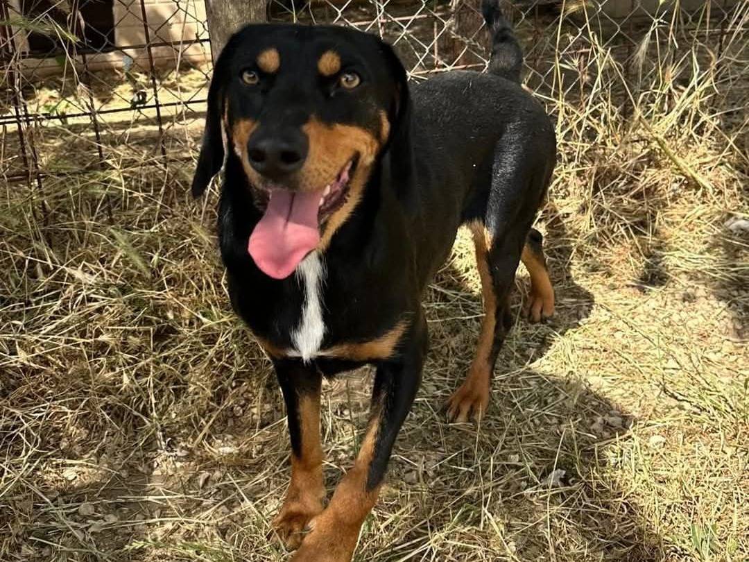 Adotta un cane, taglia media contenuta, maschio, Roma