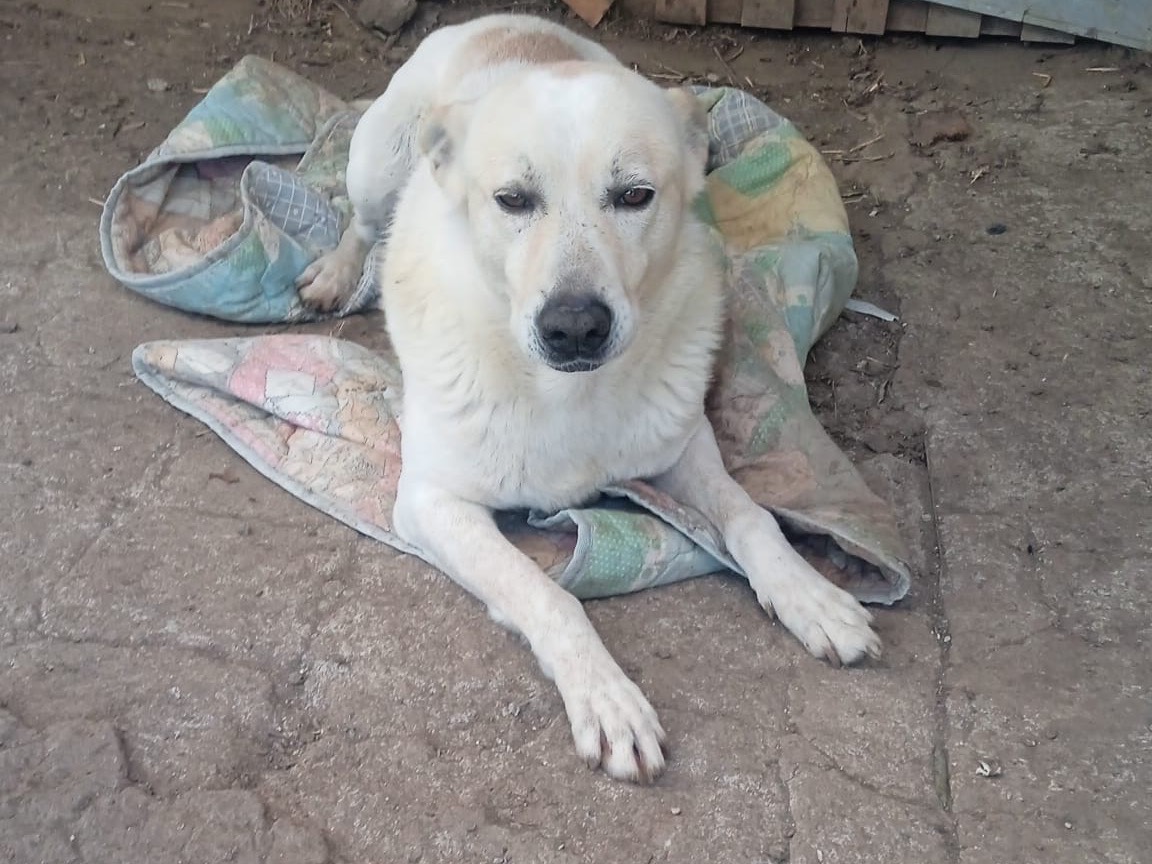 Adotta un cane, maschio, 8 anni  e 3 mesi , Avellino