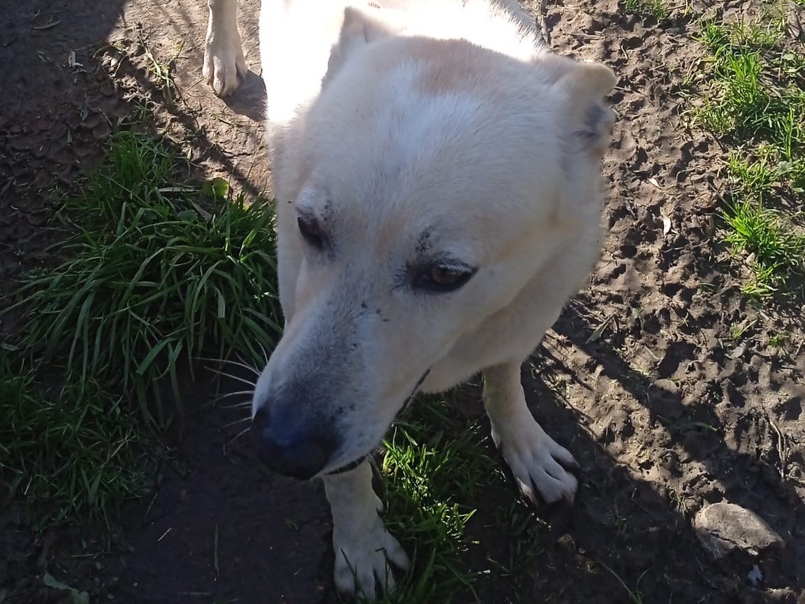Adotta un cane, taglia media, maschio, Avellino