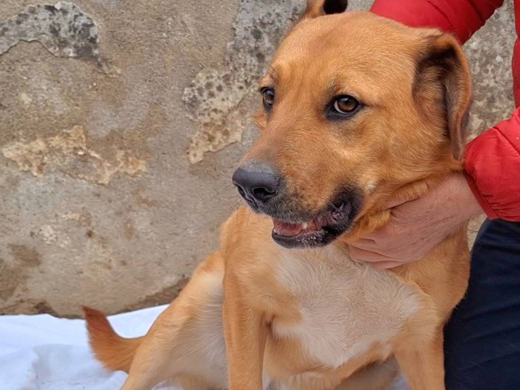 Foto dell'animale