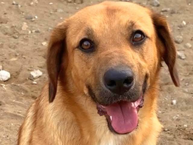 Adotta un cane, femmina, 1 anno e 11 mesi , Catanzaro