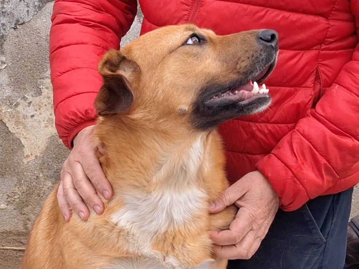 Vuoi adottare un cane a Catanzaro?