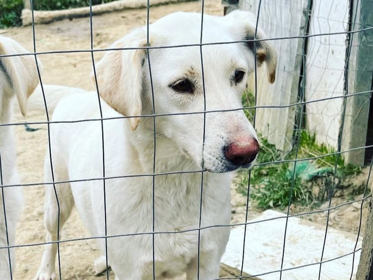 Foto dell'animale