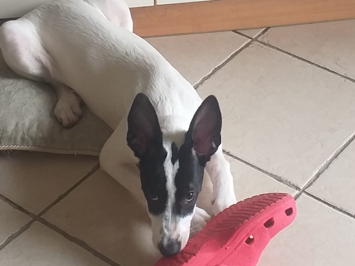 Foto dell'animale