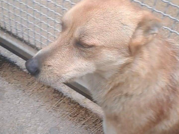 Adotta un cane, maschio, 2 anni  e 4 mesi , Benevento