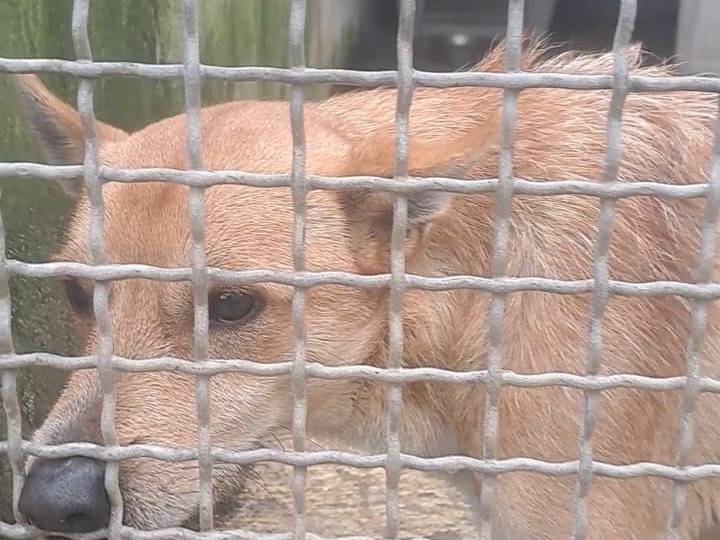 Adotta un cane, taglia piccola, maschio, Benevento