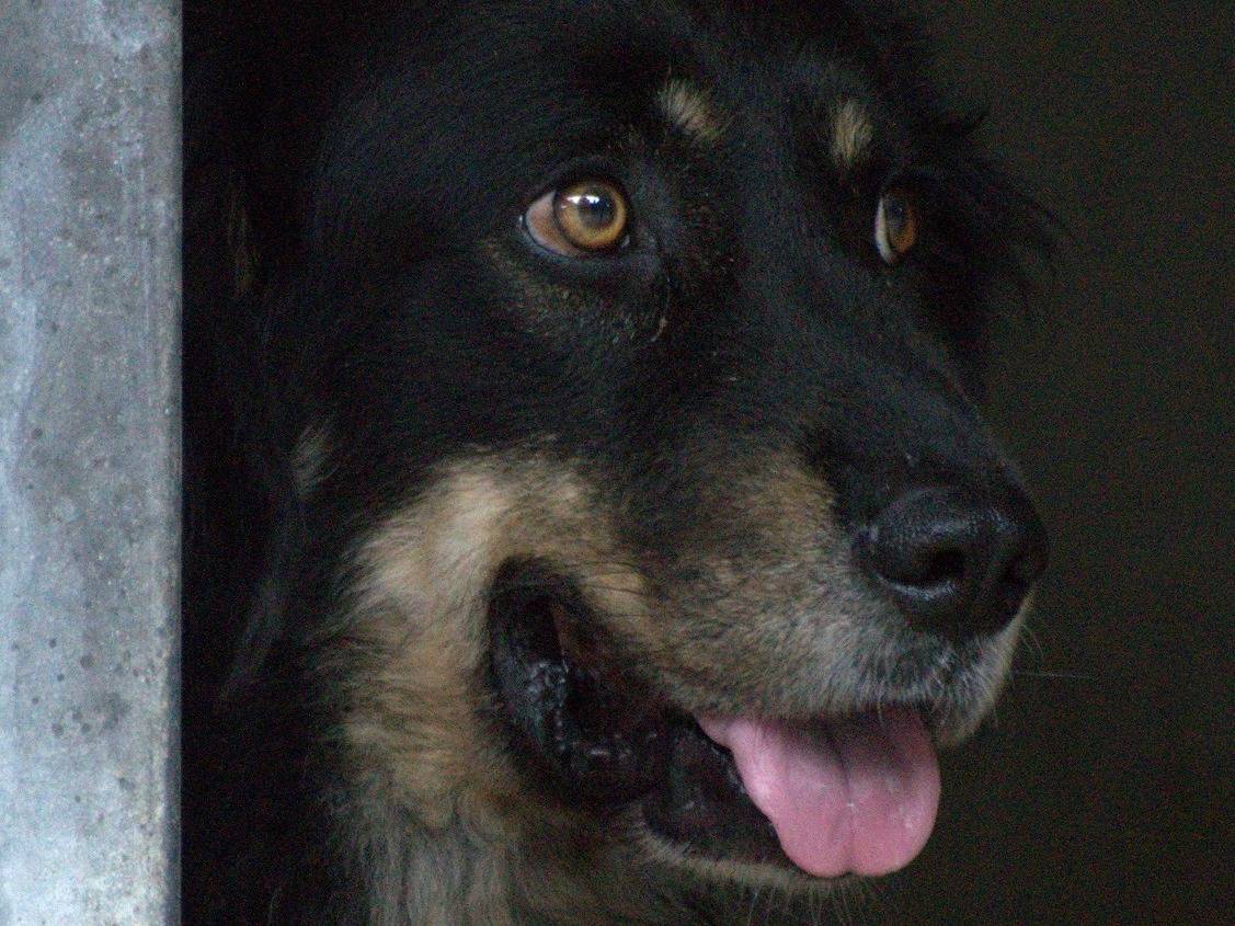 Foto dell'animale