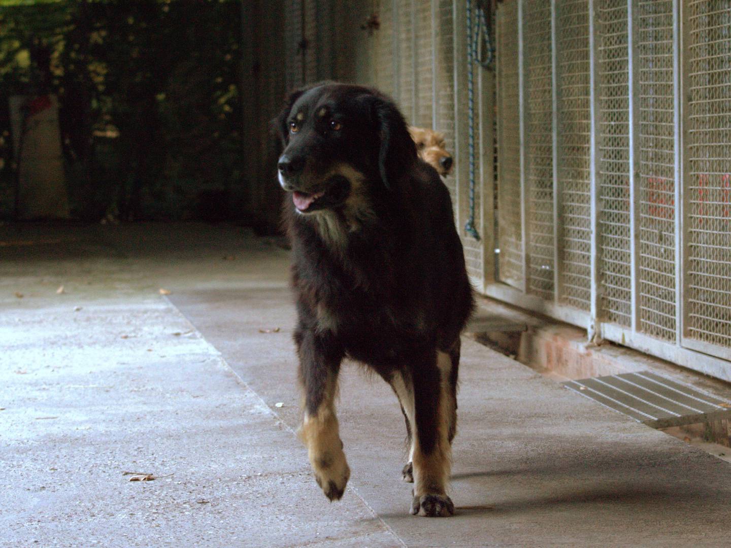 Adotta un cane, maschio, 4 anni  e 1 mese, Ferrara