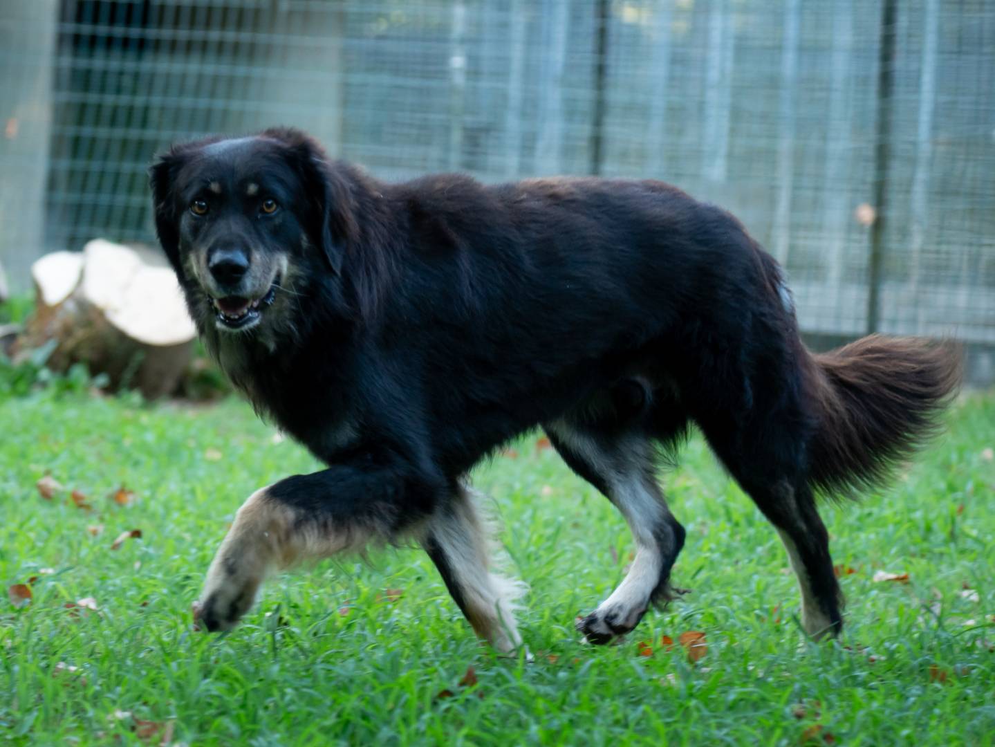 Adotta un cane, taglia media, maschio, Ferrara