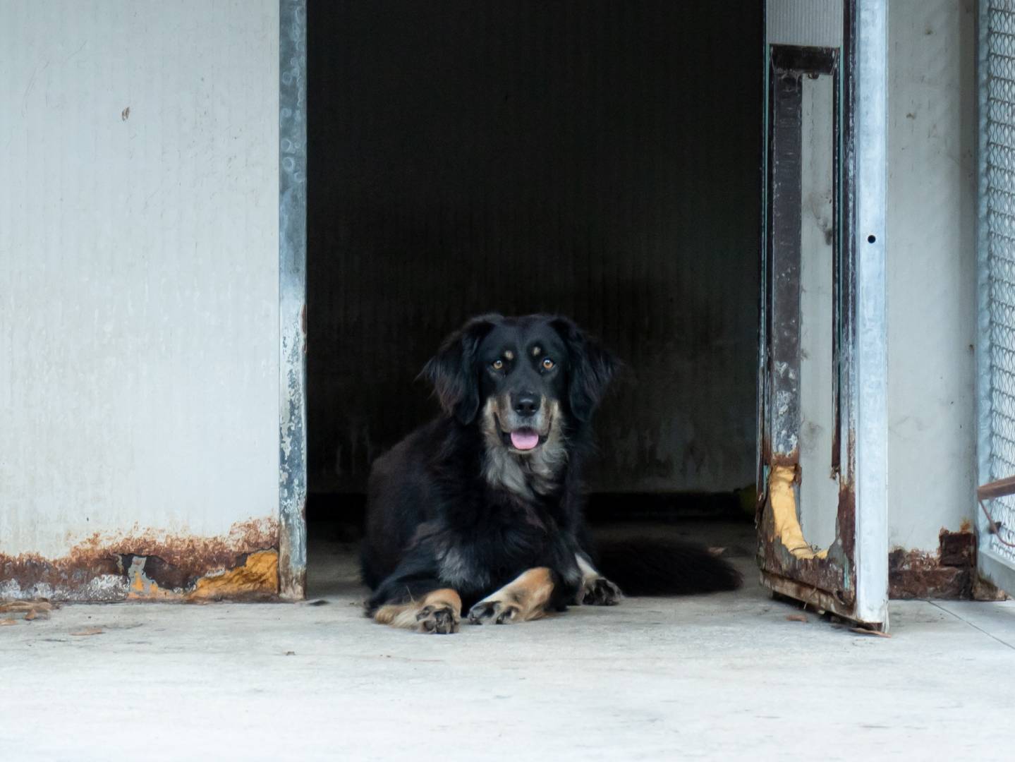 Vuoi adottare un cane a Ferrara?