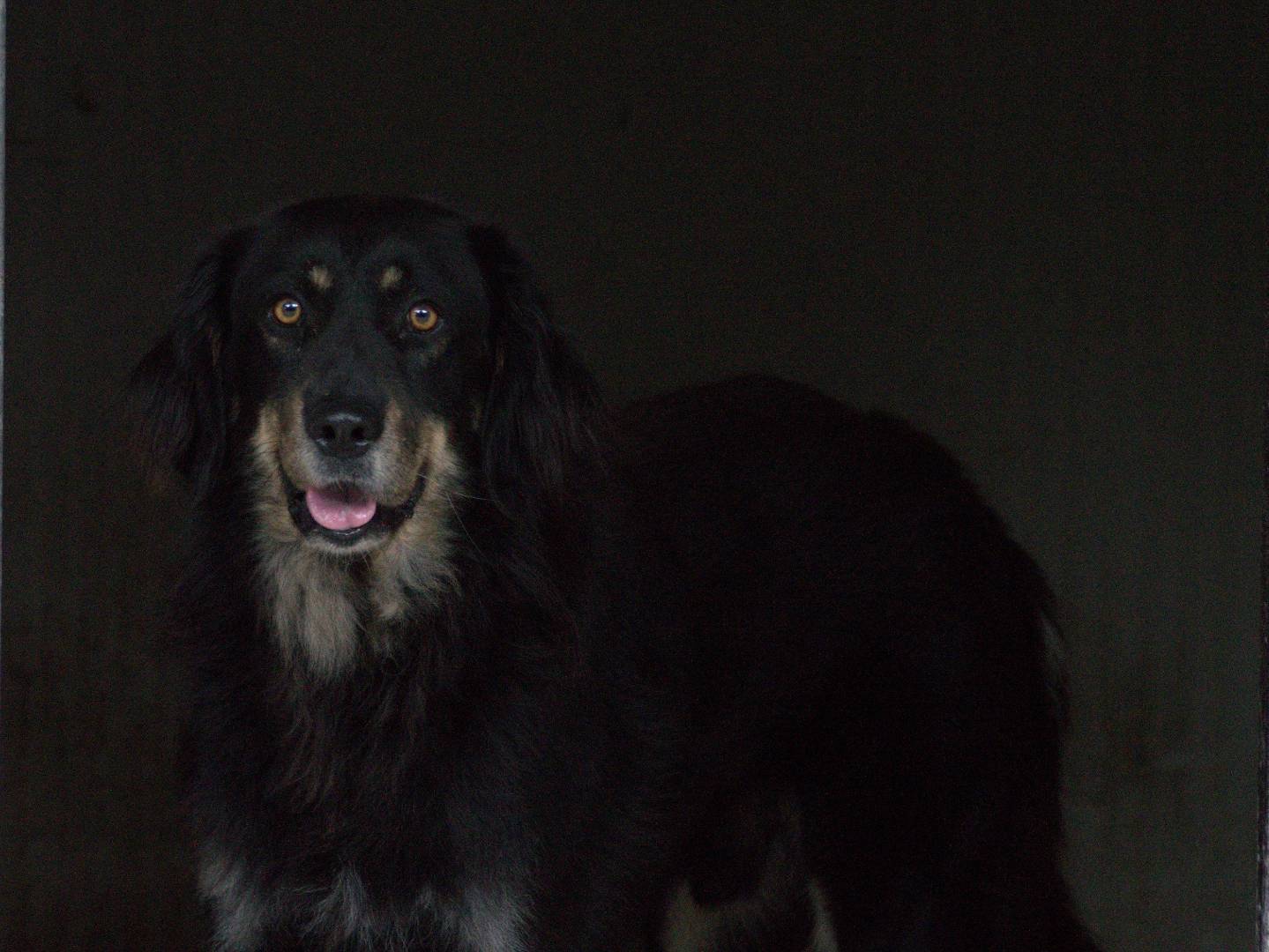 Adotta il cane NELSON a Ferrara