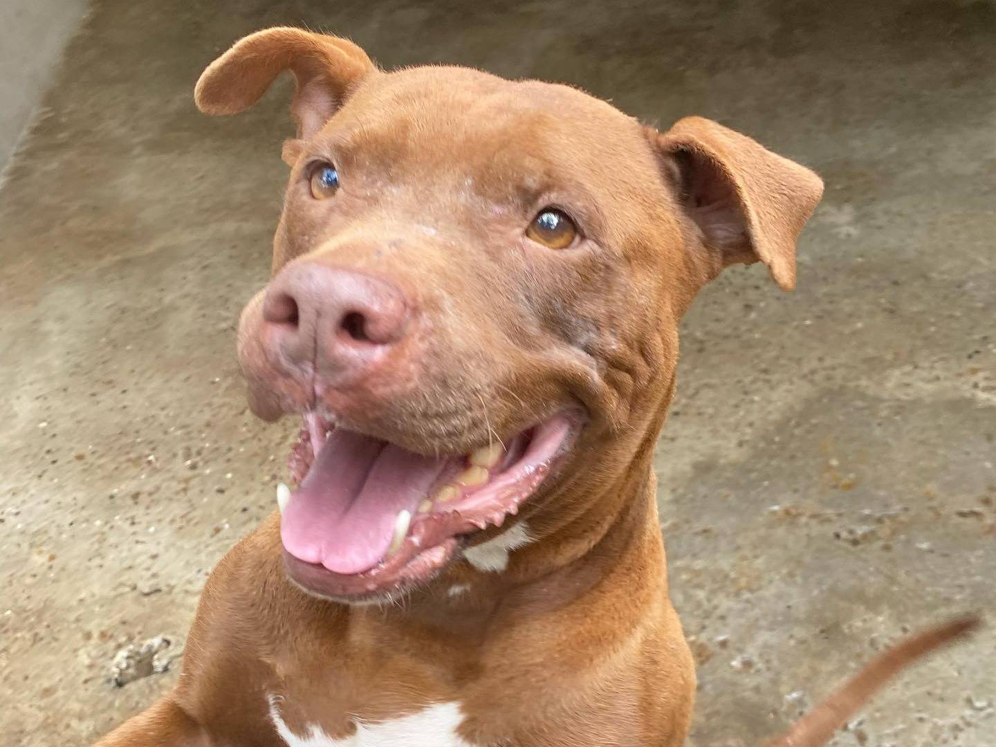 Adozione cane, femmina, Amstaff Razza sconosciuta, 8 anni  e 11 mesi , taglia media, Ferrara