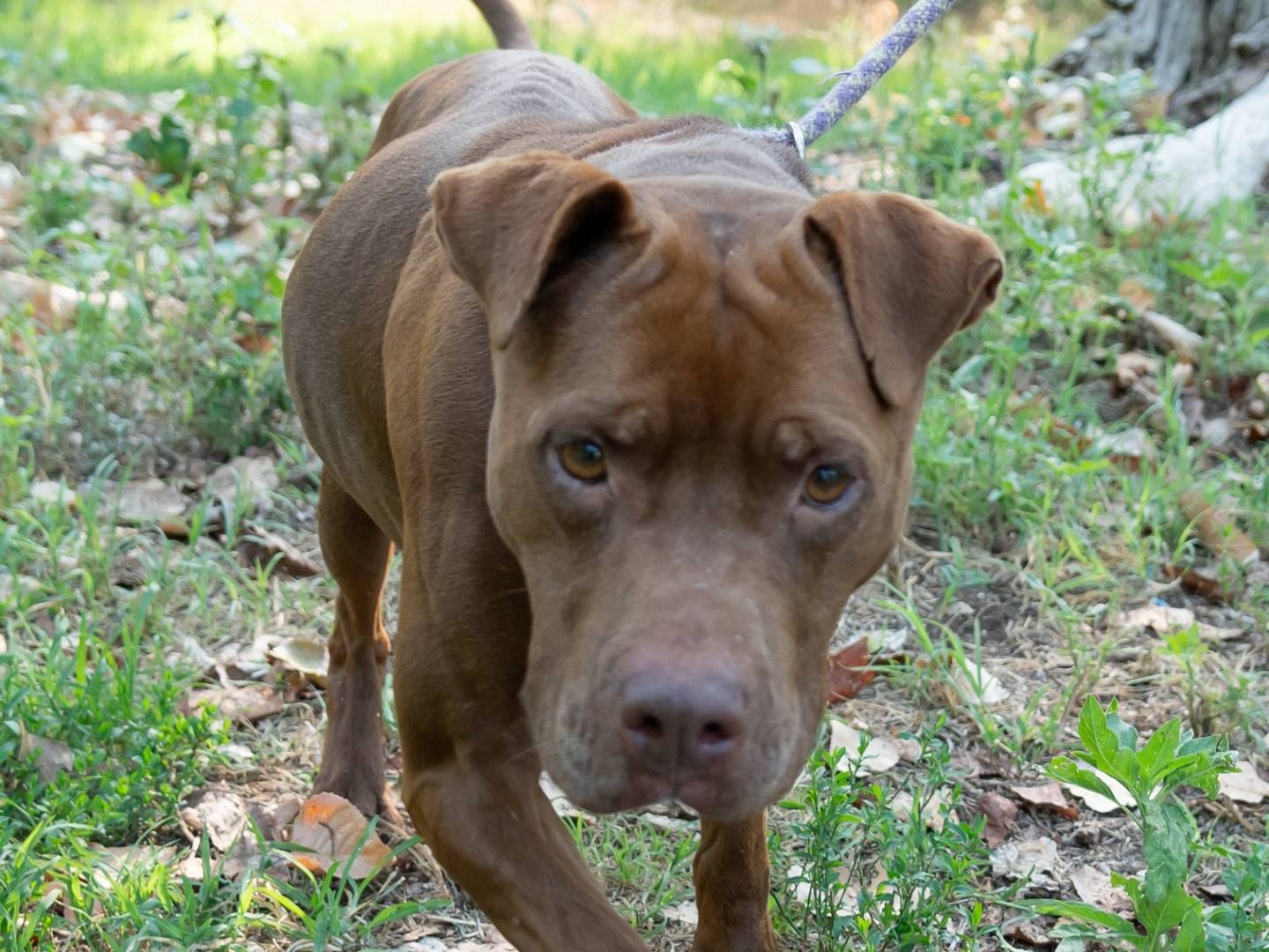 Adotta un cane, femmina, 8 anni  e 11 mesi , Ferrara
