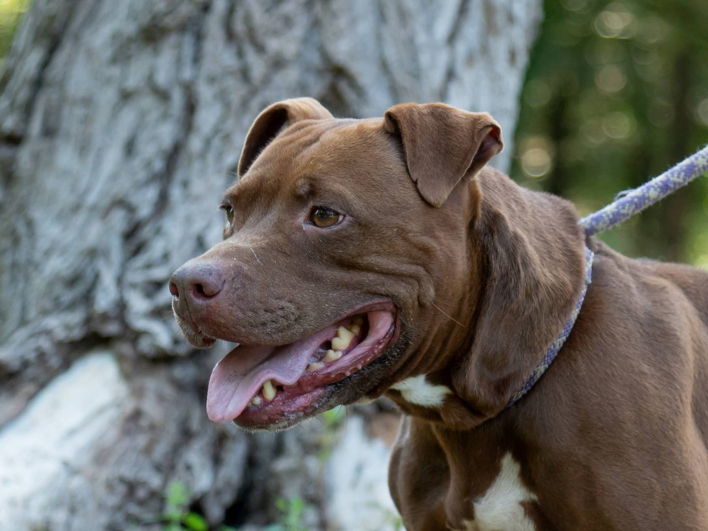 Adotta un cane, taglia media, femmina, Ferrara