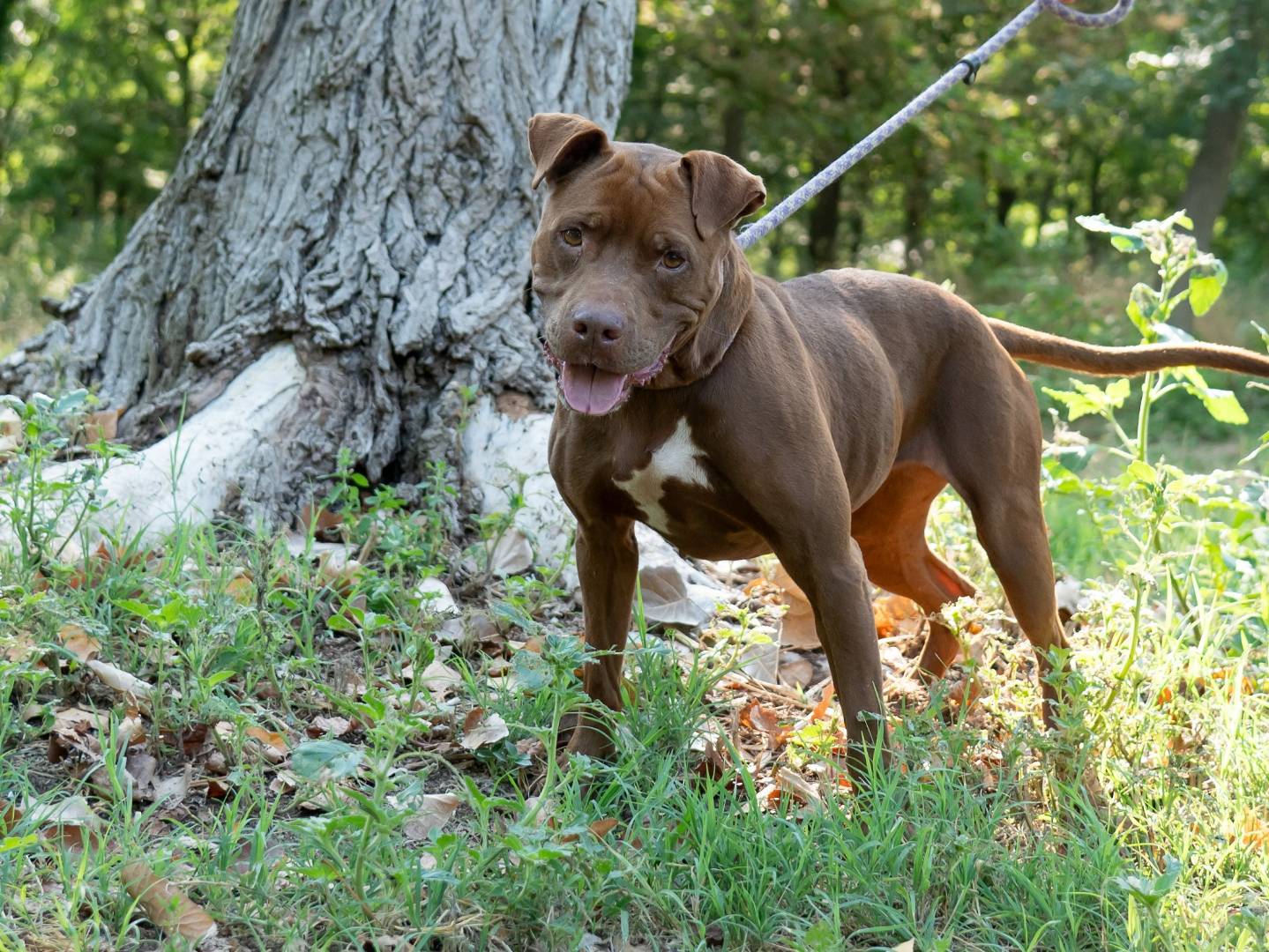 Adotta il cane SCARLETT a Ferrara