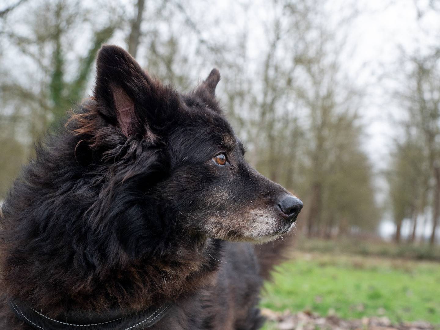 Adozione cane, femmina, Razza sconosciuta Pastore Belga Groenendael, 13 anni  e 11 mesi , taglia gigante, Ferrara