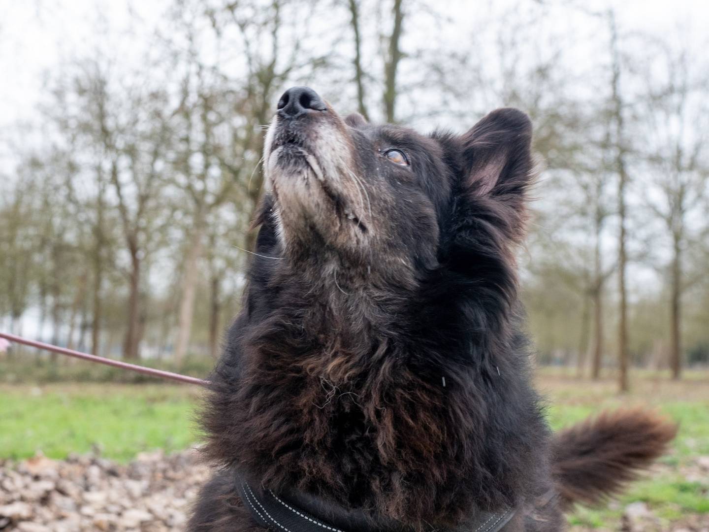 Adotta un cane, femmina, 13 anni  e 11 mesi , Ferrara