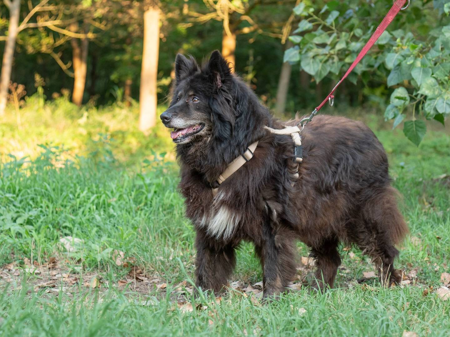 Adotta un cane, taglia gigante, femmina, Ferrara