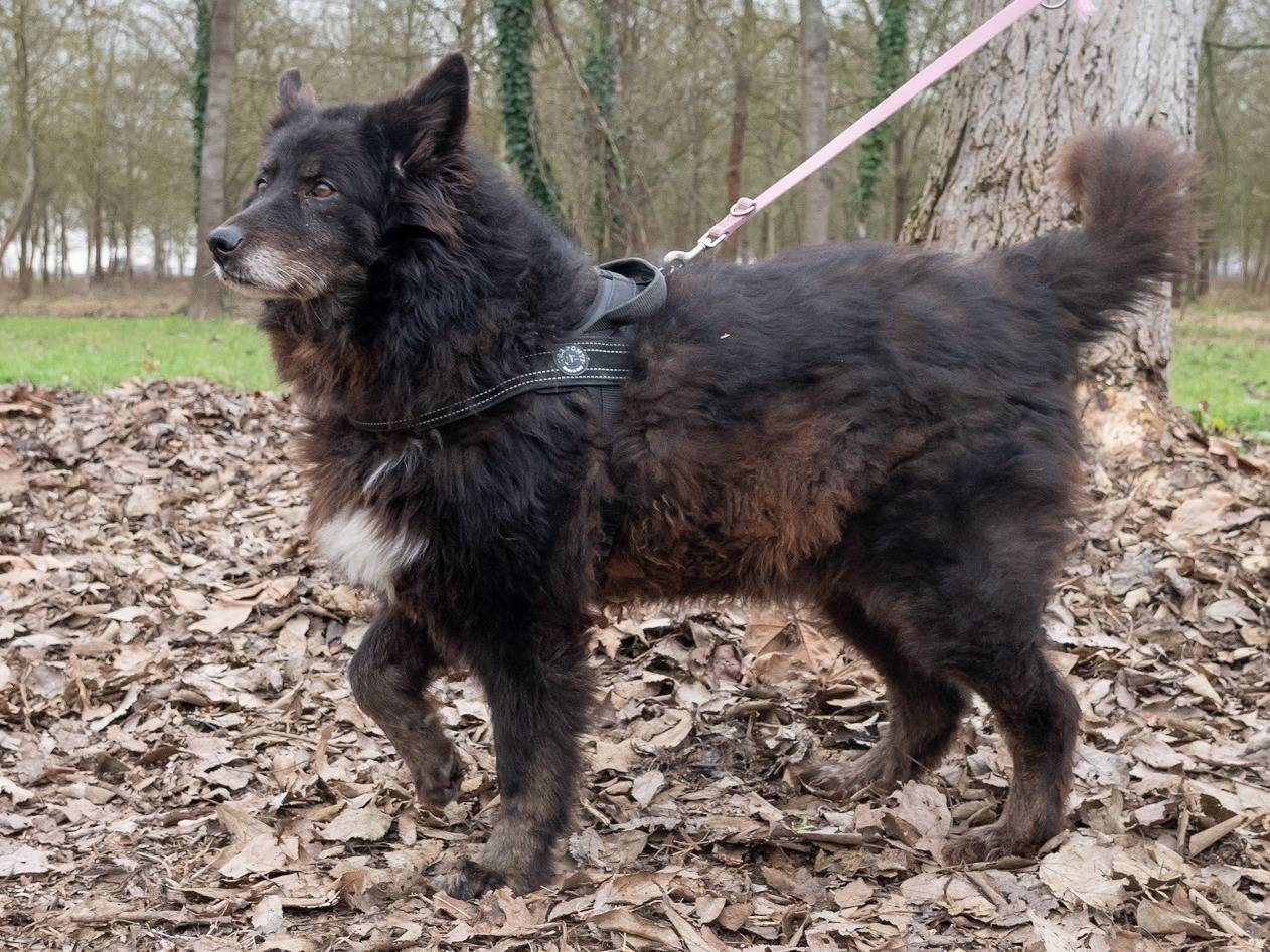 Vuoi adottare un cane a Ferrara?