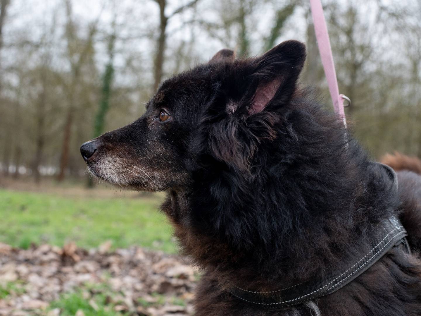 Adotta il cane LEA a Ferrara