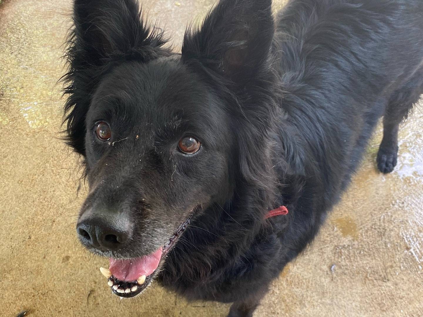 Adotta un cane, maschio, 9 anni  e 4 mesi , Ferrara