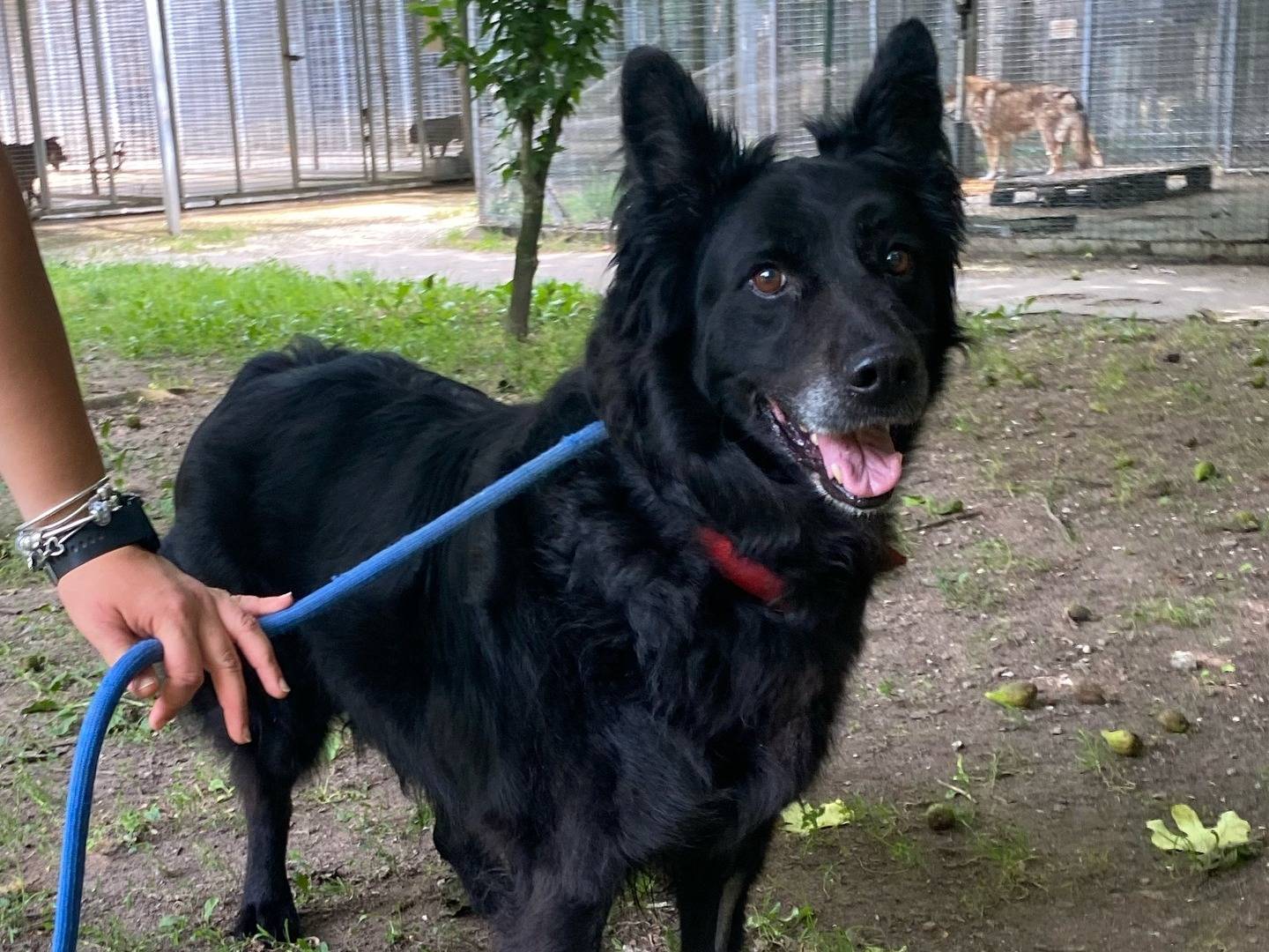 Adotta un cane, taglia media, maschio, Ferrara