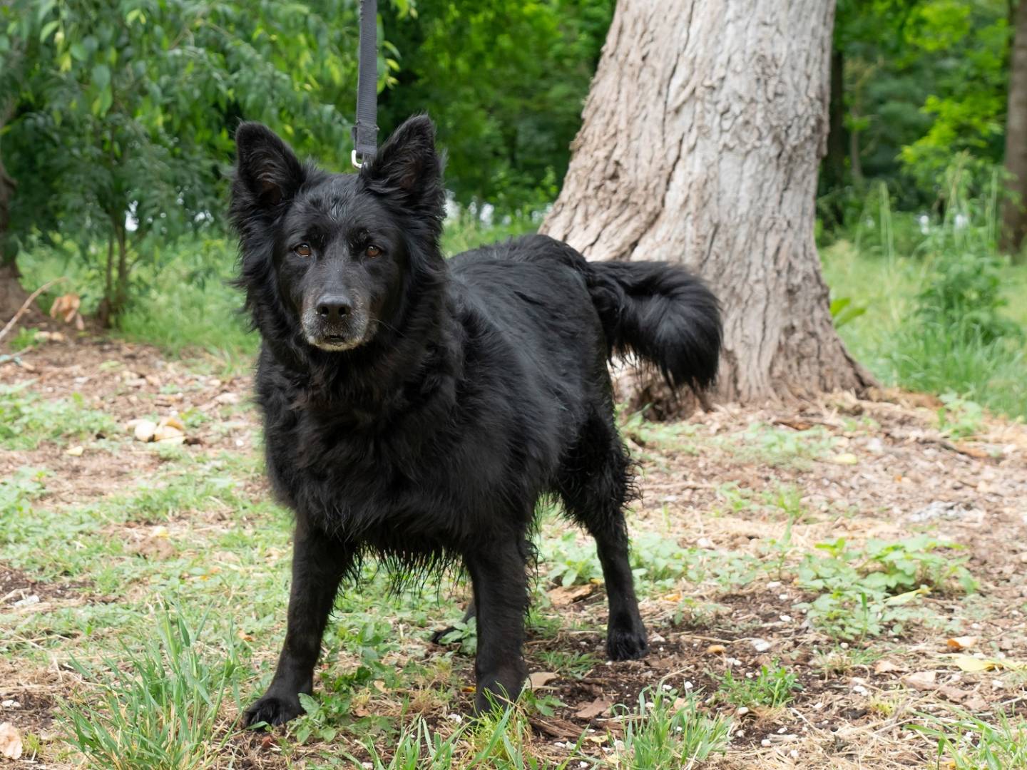Vuoi adottare un cane a Ferrara?