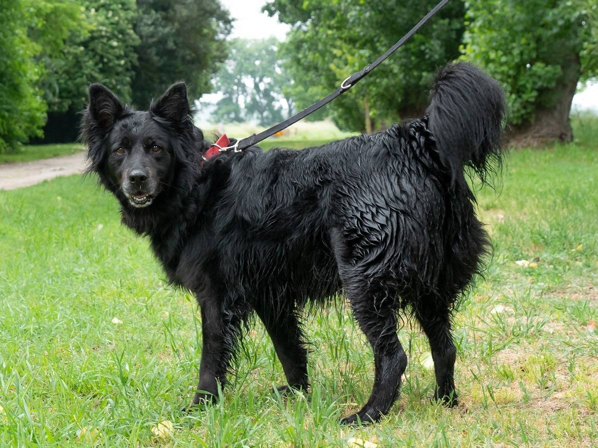 Adotta il cane EL CHE a Ferrara