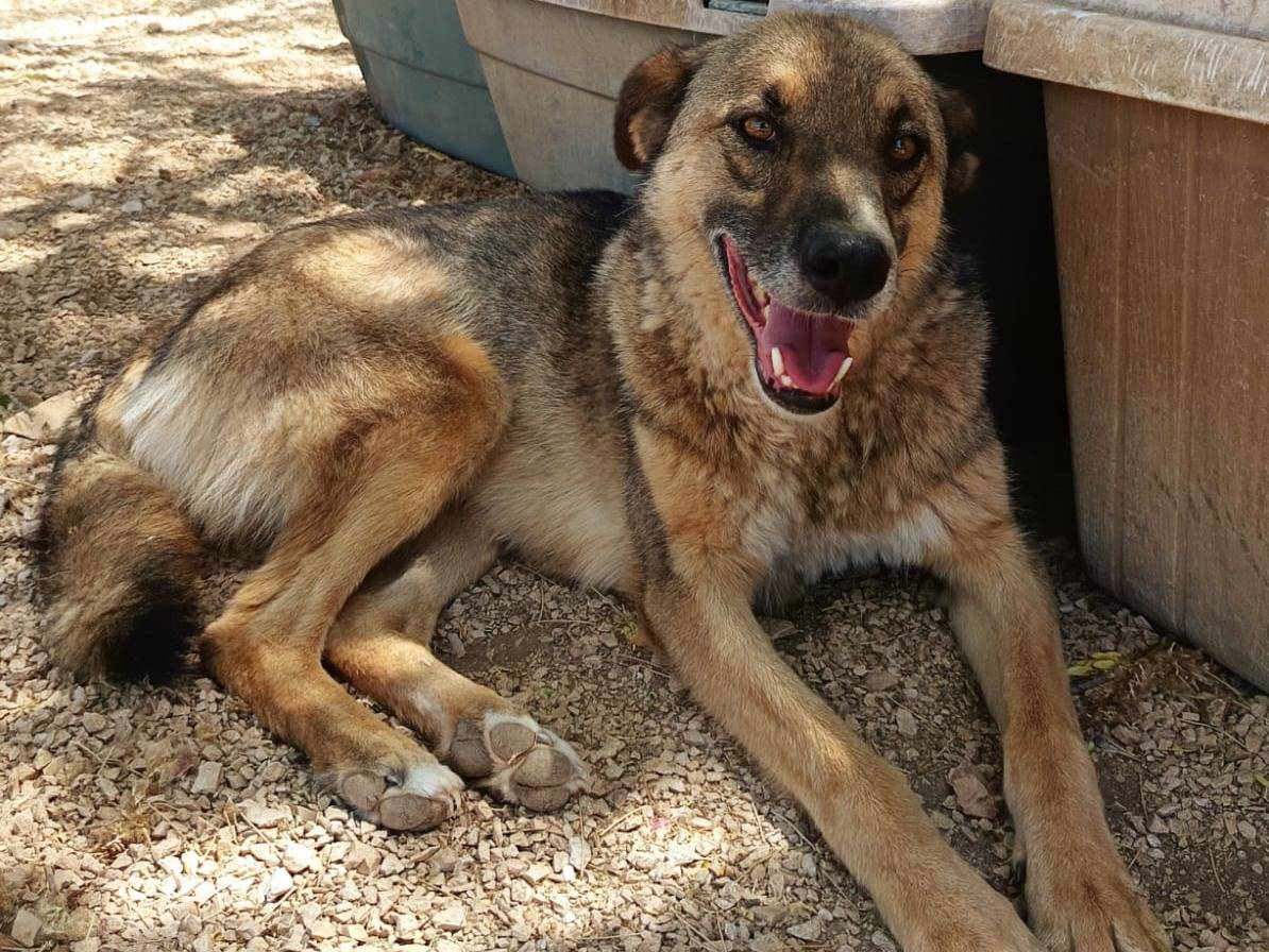 Foto dell'animale