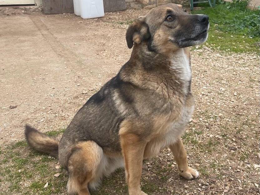 Adotta un cane, maschio, 4 anni , Bari