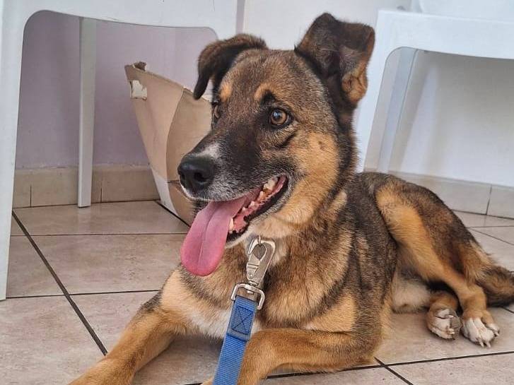 Adotta un cane, taglia media, maschio, Bari