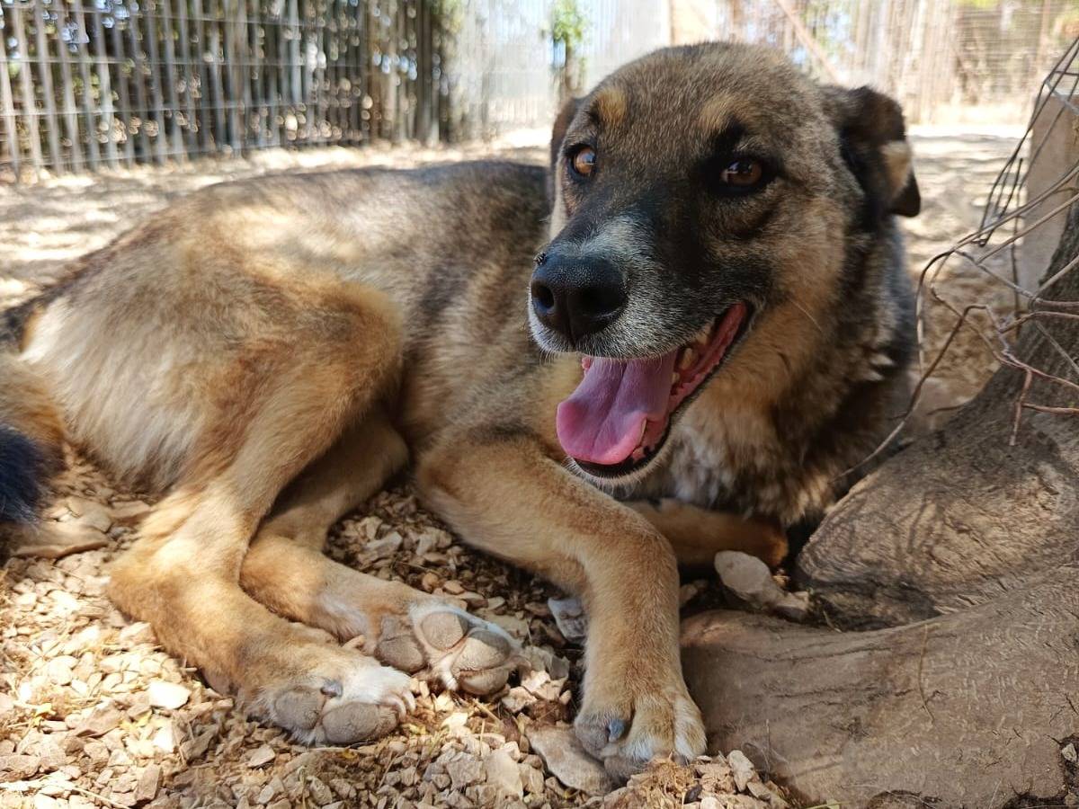 Vuoi adottare un cane a Bari?