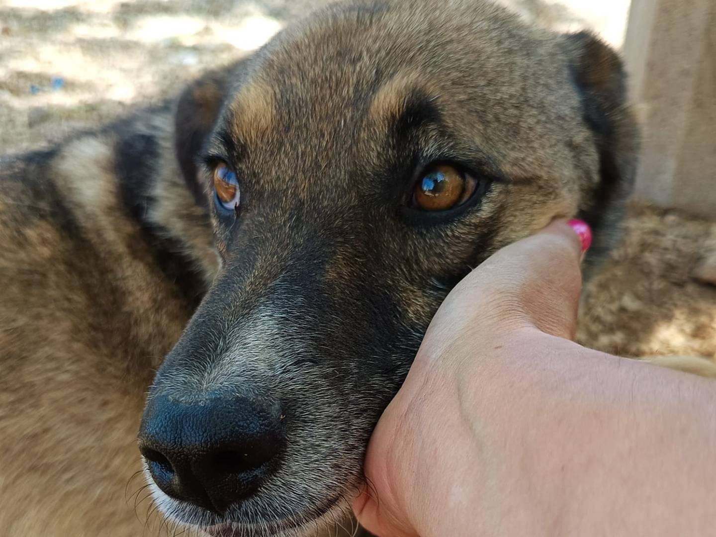 Adotta il cane Pils a Bari