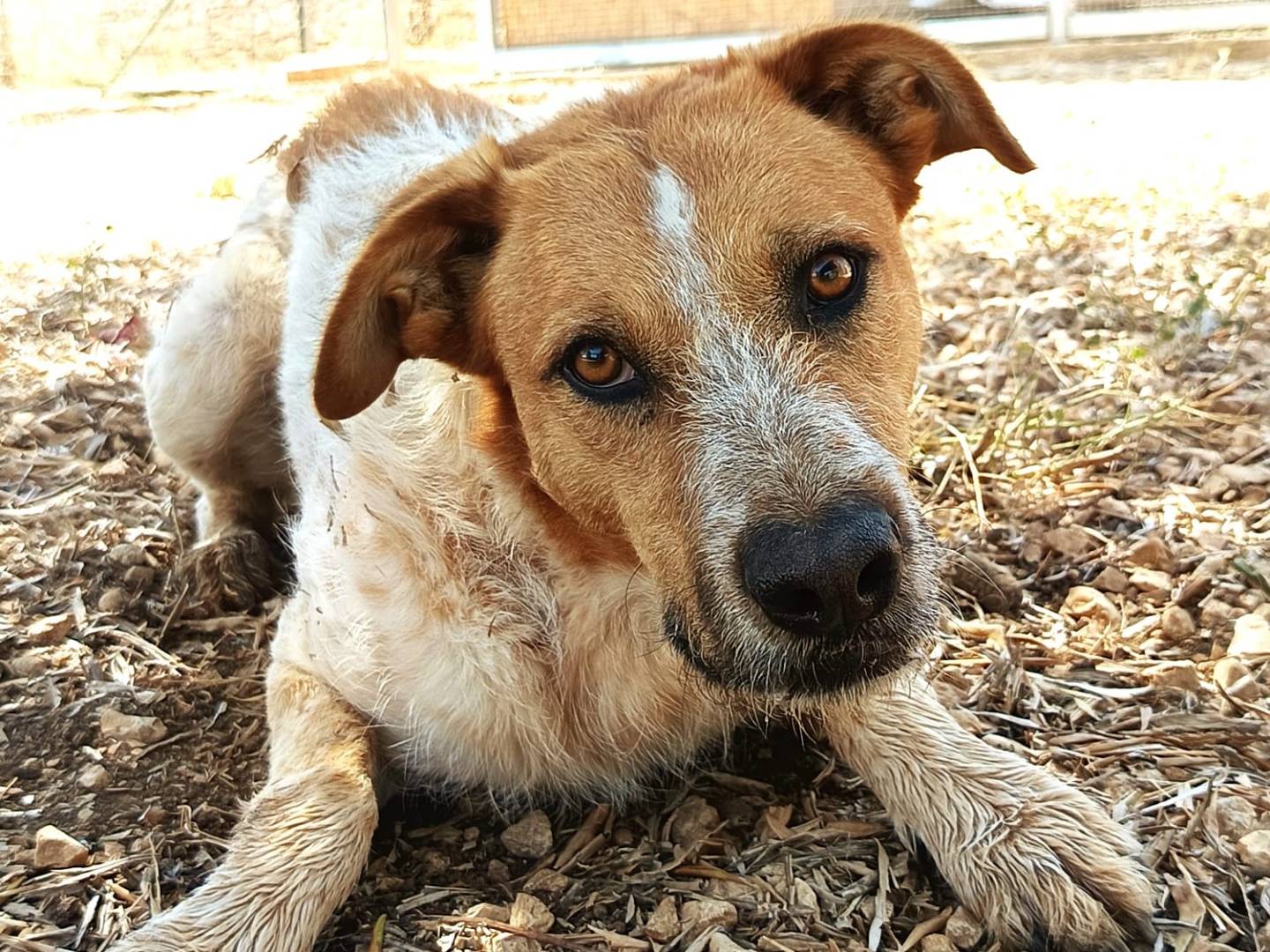 Adozione cane, maschio, Razza sconosciuta Razza sconosciuta, 3 anni  e 8 mesi , taglia media, Bari