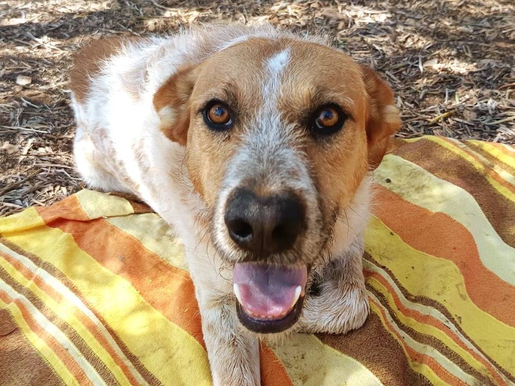 Adotta un cane, maschio, 3 anni  e 8 mesi , Bari