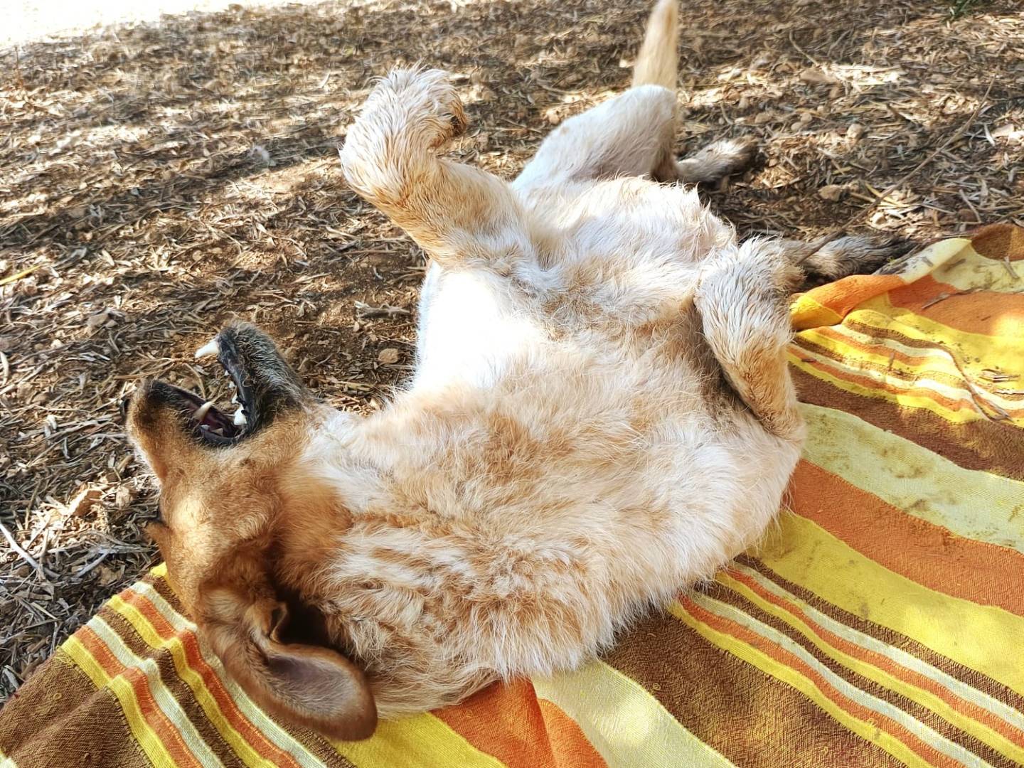 Adotta un cane, taglia media, maschio, Bari