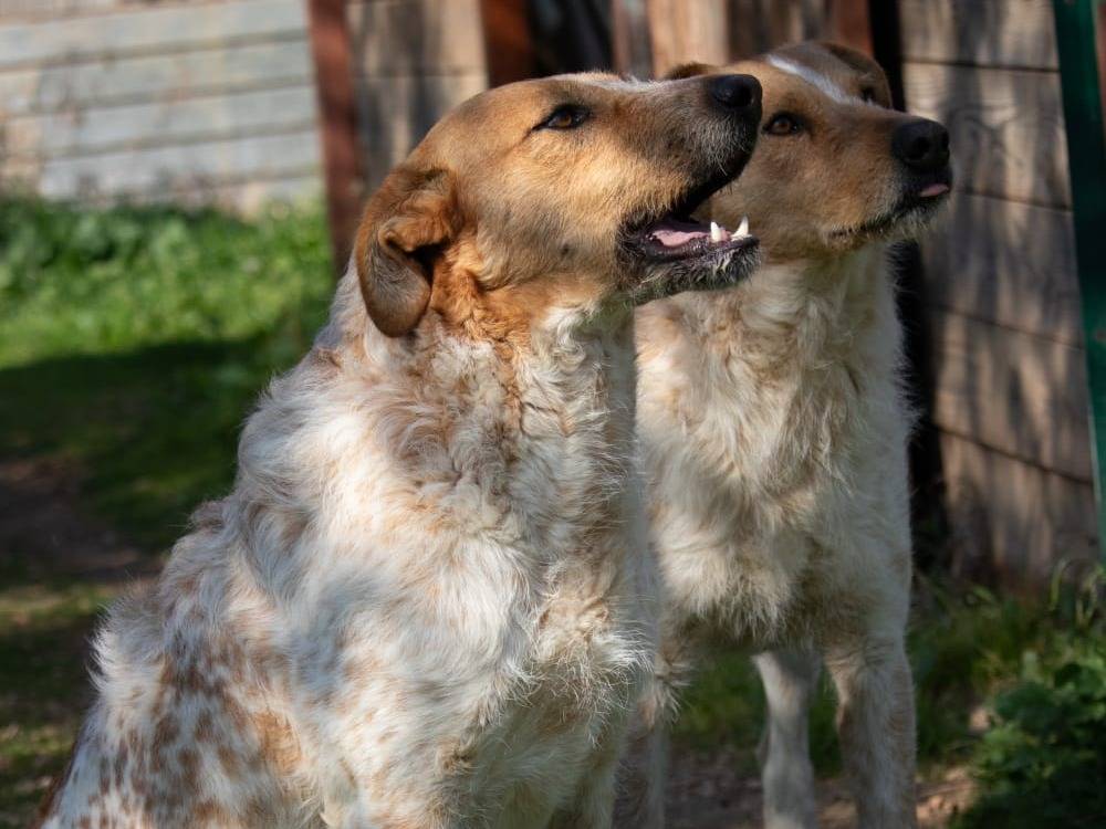 Vuoi adottare un cane a Bari?