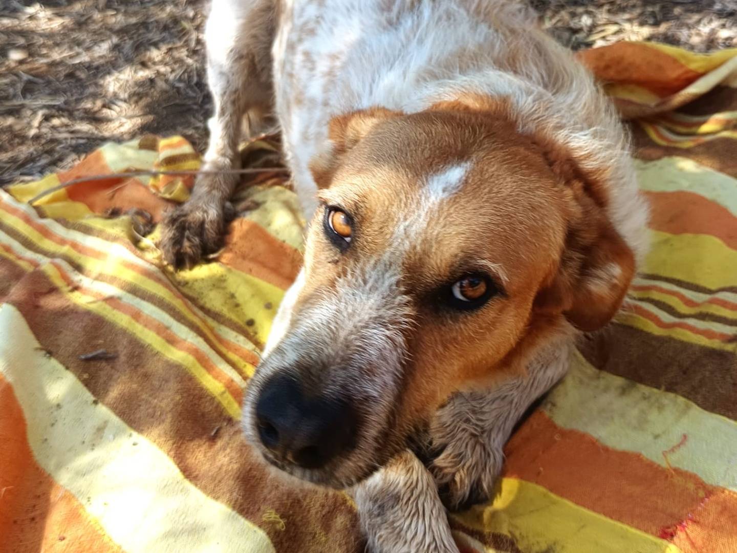 Adotta il cane Jungle a Bari