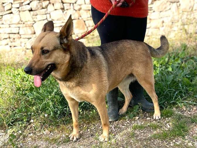 Adotta un cane, taglia grande, femmina, Bari
