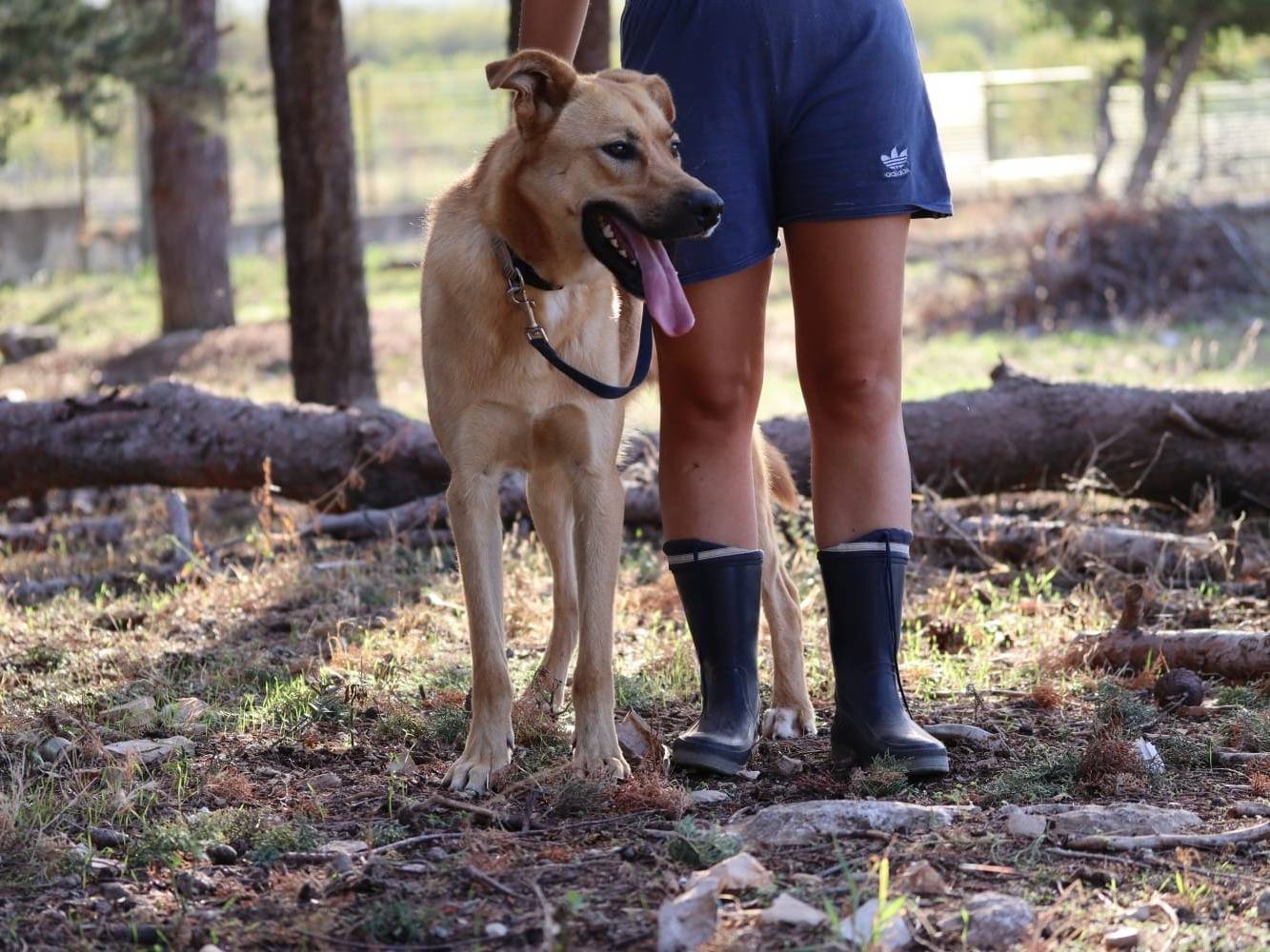 Foto dell'animale