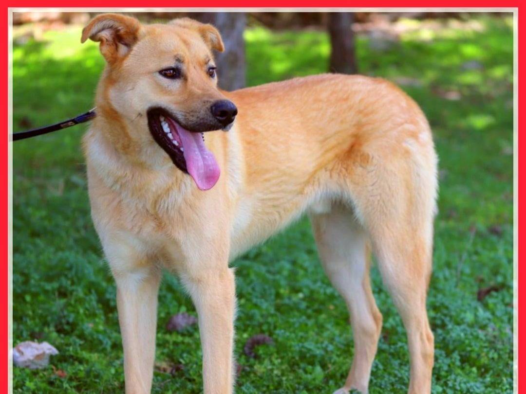 Adotta un cane, maschio, 6 anni  e 1 mese, Bari