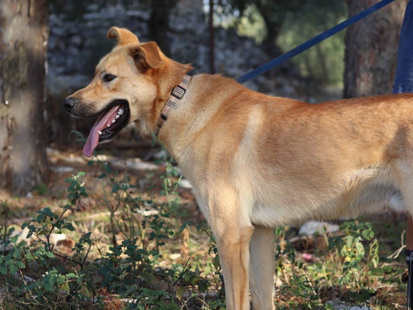 Adotta un cane, taglia gigante, maschio, Bari