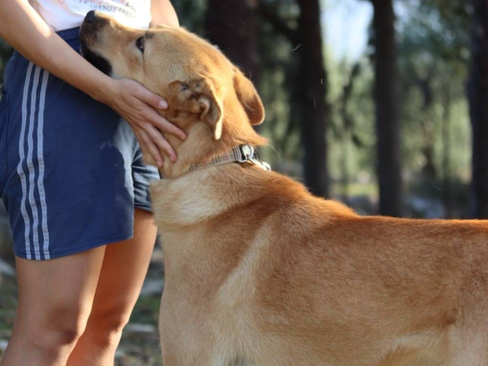 Vuoi adottare un cane a Bari?
