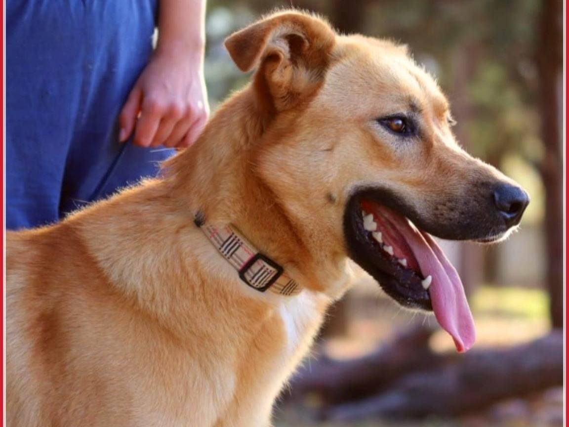 Adotta il cane Mika a Bari